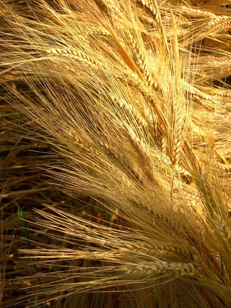 Campo Rural Terreno Agrícola — Foto de Stock