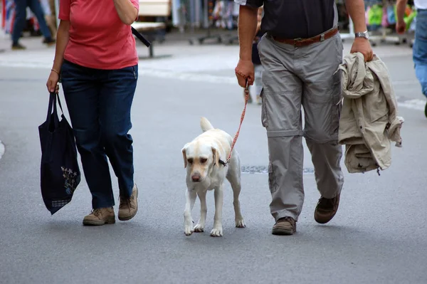 街上走来走去的狗和狗 — 图库照片