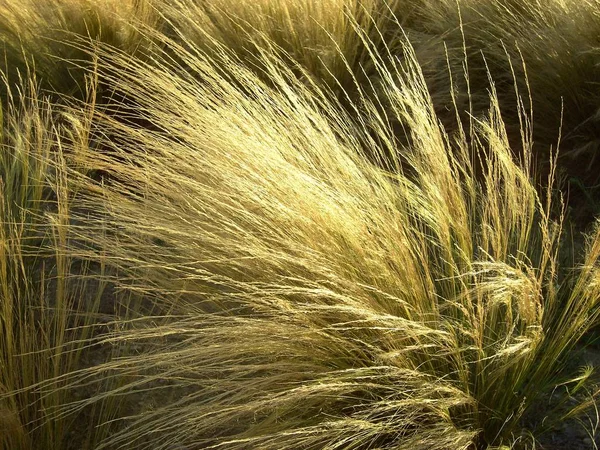 Erba Ornamentale Flora Naturale Pianta — Foto Stock