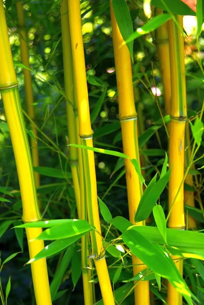 Bambuskogsträd Flora — Stockfoto