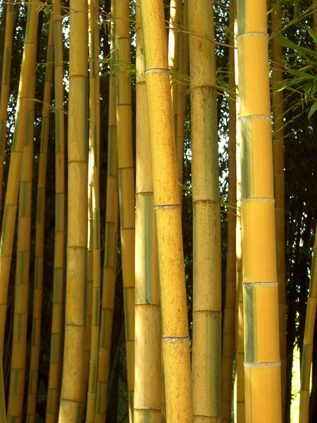 Vacker Utsikt Över Naturen — Stockfoto