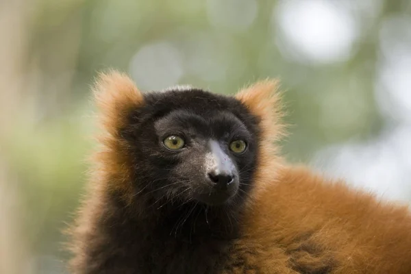 Apen Primaat Dier Wilde Dieren — Stockfoto