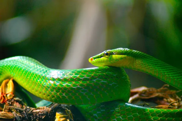 Vista Panorámica Serpiente Peligrosa Majestuosa —  Fotos de Stock