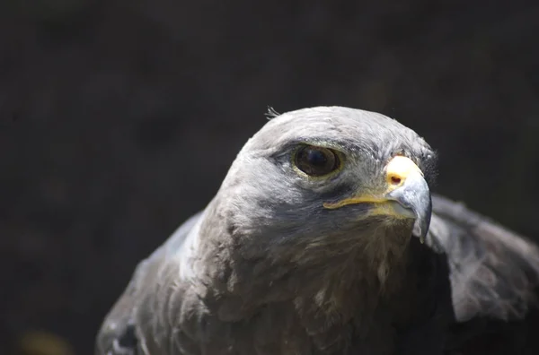 Schilderachtig Uitzicht Majestueuze Gouden Adelaar Wilde Natuur — Stockfoto