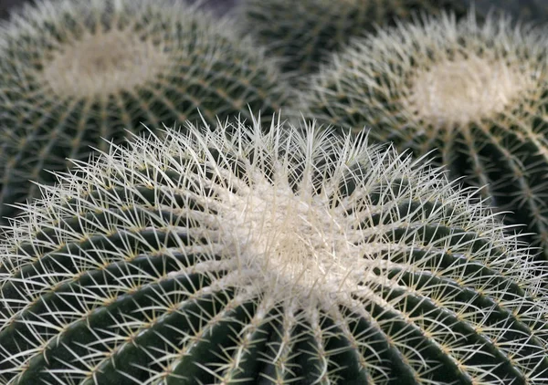 美丽的植物学照片 天然壁纸 — 图库照片