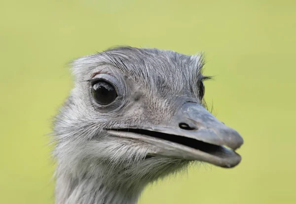 Pták Pštrosí Volně Žijící Zvěř — Stock fotografie