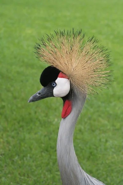 Schilderachtig Uitzicht Prachtige Vogel Natuur — Stockfoto