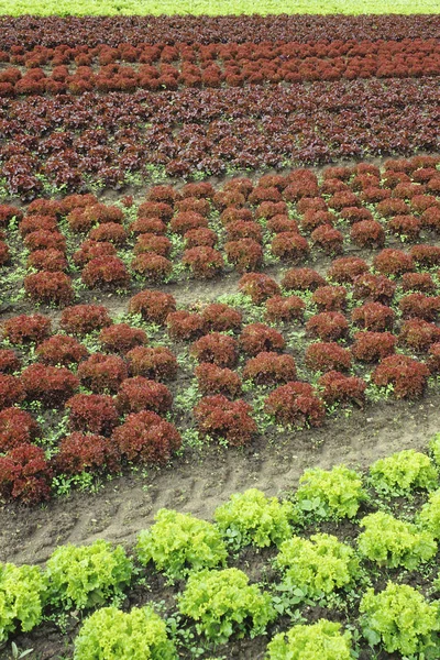 Vista Panorámica Agricultura Campo — Foto de Stock