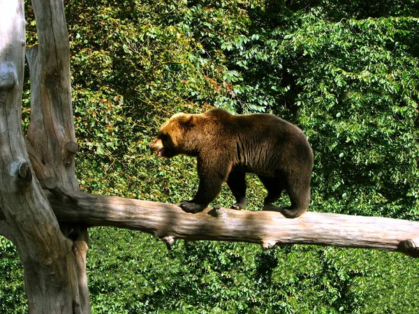 Fauna Brown Bear Animals Wildlife — Stock Photo, Image