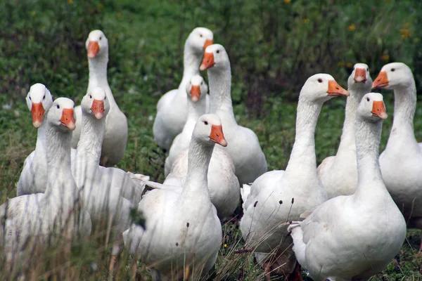 Scenic View Geese Birds Nature — Stock Photo, Image