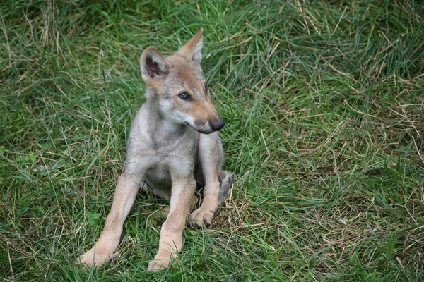 Visão Cênica Lobo Selvagem Natureza — Fotografia de Stock