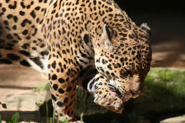 Jaguar Caçador Gato Grande Animal Selvagem — Fotografia de Stock