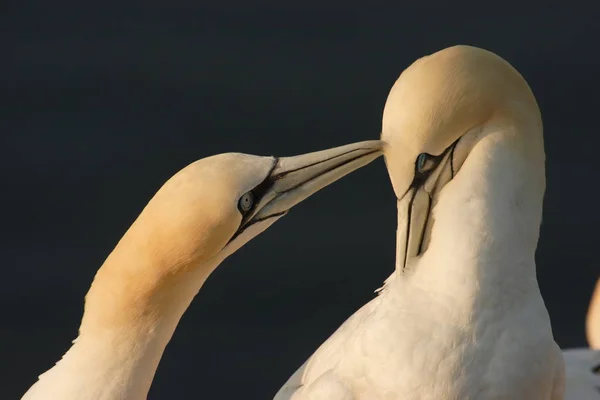 Мальовничий Вид Ганок Птахів Природі — стокове фото