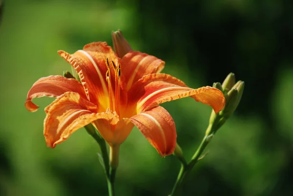 Vue Rapprochée Belle Fleur Lys — Photo