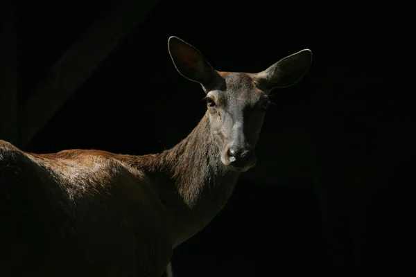 鹿类动物的自然野生动物 — 图库照片