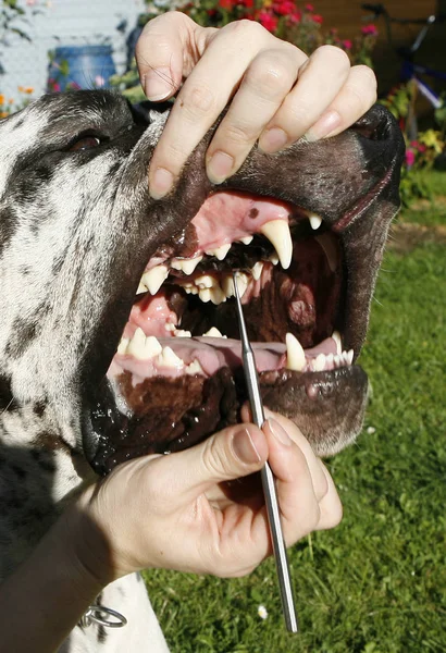 Een Close Van Een Man Die Een Stuk Rundvlees Eet — Stockfoto