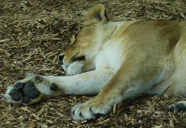 Primo Piano Degli Animali Allo Zoo — Foto Stock