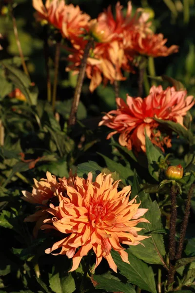 Vue Rapprochée Belle Floraison Dahlia — Photo