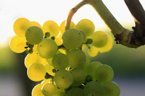 Bunches Grapes Agriculture Grapevine — Stock Photo, Image