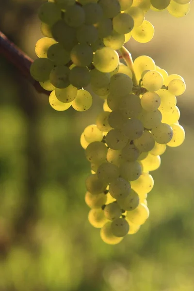 Druiven Die Groeien Wijngaard — Stockfoto
