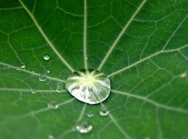 Morning Dewdrops Grass Close — Stock Photo, Image