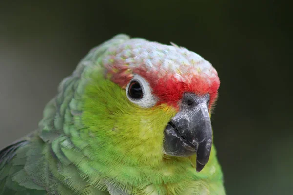 아름다운 앵무새의 아름다운 — 스톡 사진