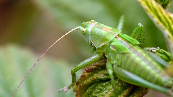 Nahaufnahme Makro Ansicht Von Heuschrecken Insekt — Stockfoto