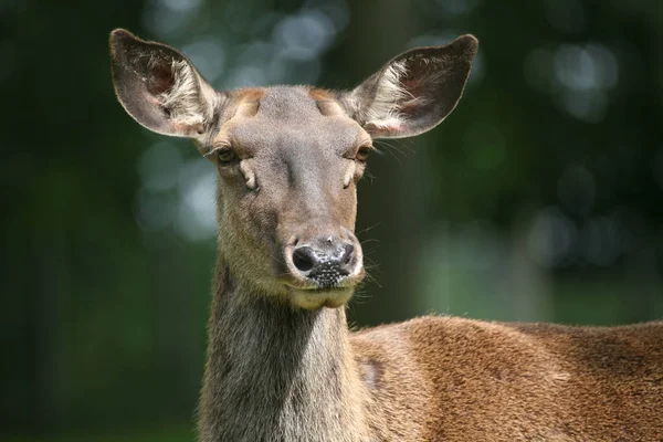 Természet Fauna Vadon Élő Állatok Fotózás — Stock Fotó