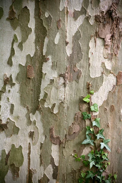 Weathered Surface Pattern Background — Stock Photo, Image