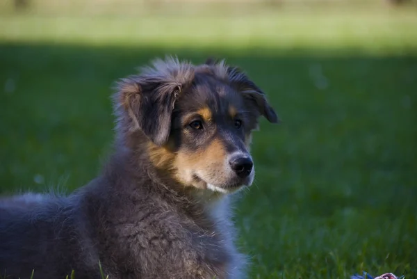 Porträt Eines Süßen Hundes — Stockfoto