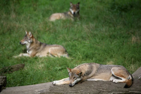 Vadon Élő Farkasok Természetes Élőhelyen — Stock Fotó