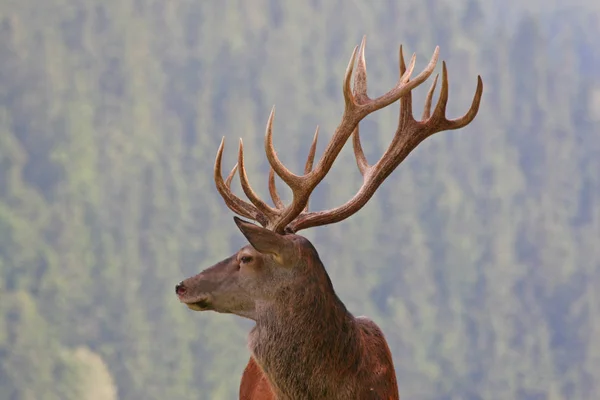 Wildlife Scene Beautiful Nature — Stock Photo, Image