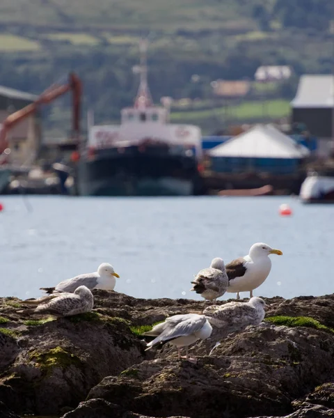 Scenic View Beautiful Gulls Birds — Stock Photo, Image