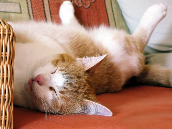 Retrato Gato Bonito — Fotografia de Stock