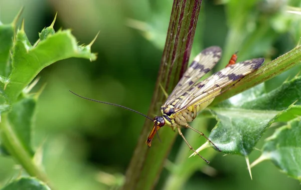 Scorpion Fly Insect Floral Nature — Stock Photo, Image