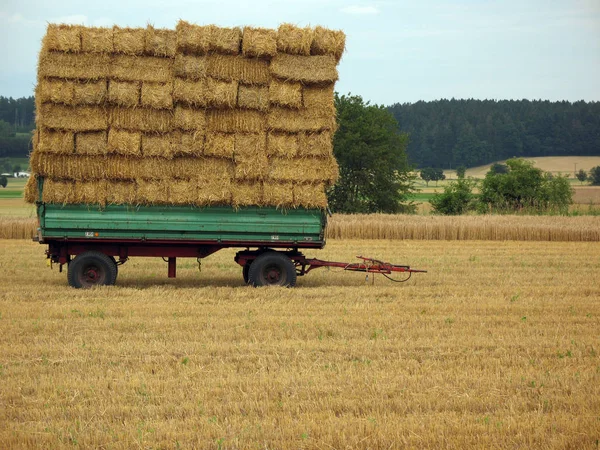 Landsliv Selektivt Fokus — Stockfoto