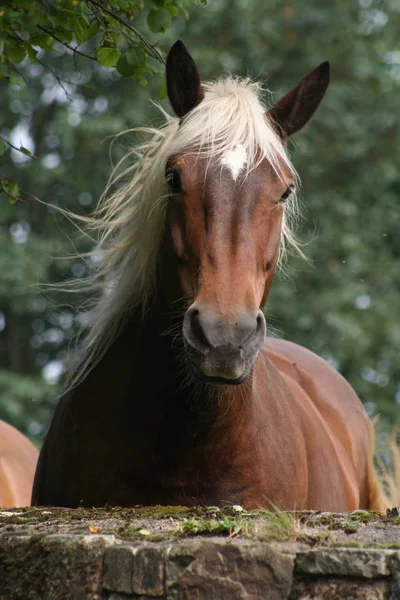 Niedliches Pferd Wilder Natur — Stockfoto