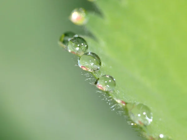 Krople Deszczu Alchemilla Mollis — Zdjęcie stockowe