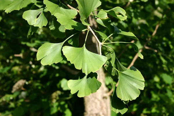 Krásný Botanický Záběr Přírodní Tapety — Stock fotografie