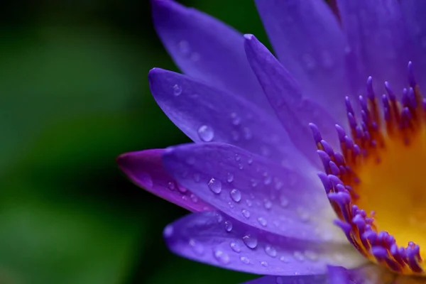Квітка Водяної Лілії — стокове фото