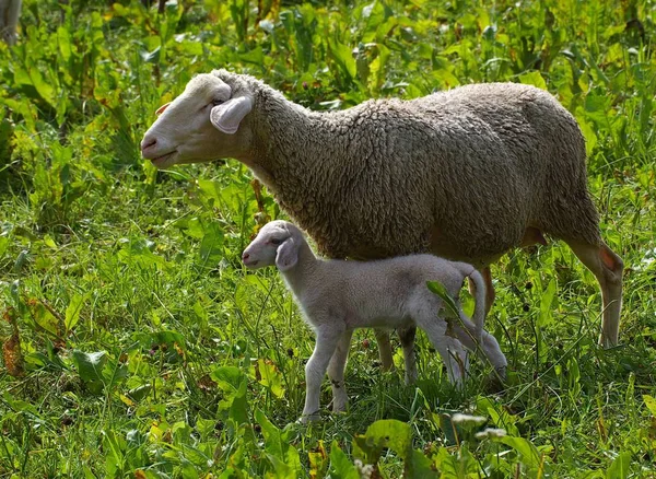 Landschappelijke Visie Landbouw Het Platteland — Stockfoto