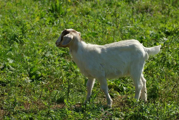 Animali Giovani Attenzione Selettiva — Foto Stock