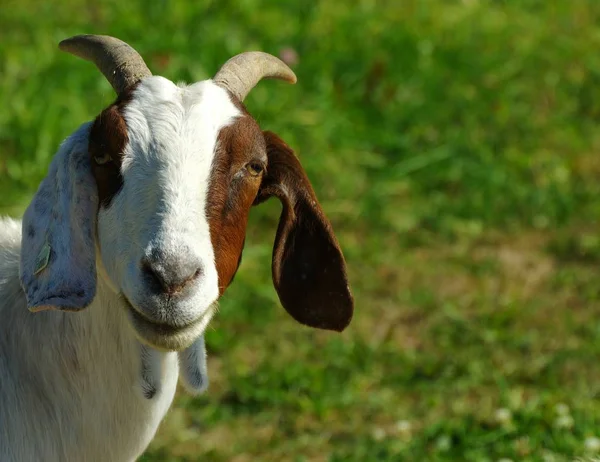 Unga Djur Selektivt Fokus — Stockfoto