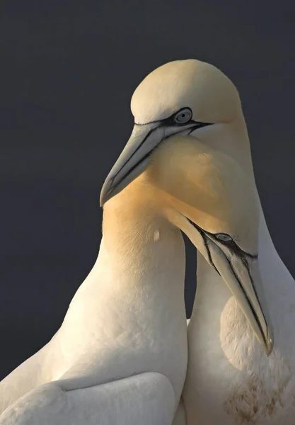 Malebný Pohled Sněžného Ptáka Přírodě — Stock fotografie