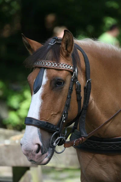 Bonito Cavalo Selvagem Natureza — Fotografia de Stock