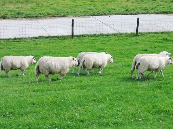 Owce Obok Toru — Zdjęcie stockowe