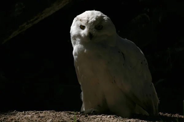 snow owl bird, white bird feathers