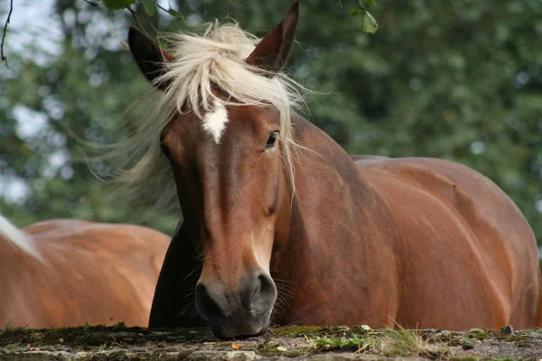 Entwurf Pferd Portrait — Stockfoto