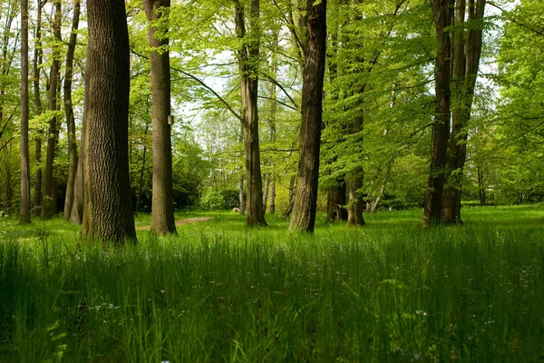 Bosque Verano Árboles Verdes — Foto de Stock