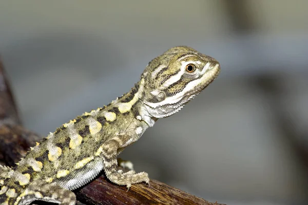 Animales Jóvenes Enfoque Selectivo — Foto de Stock